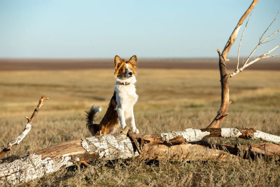 Моя собака — космонавт
