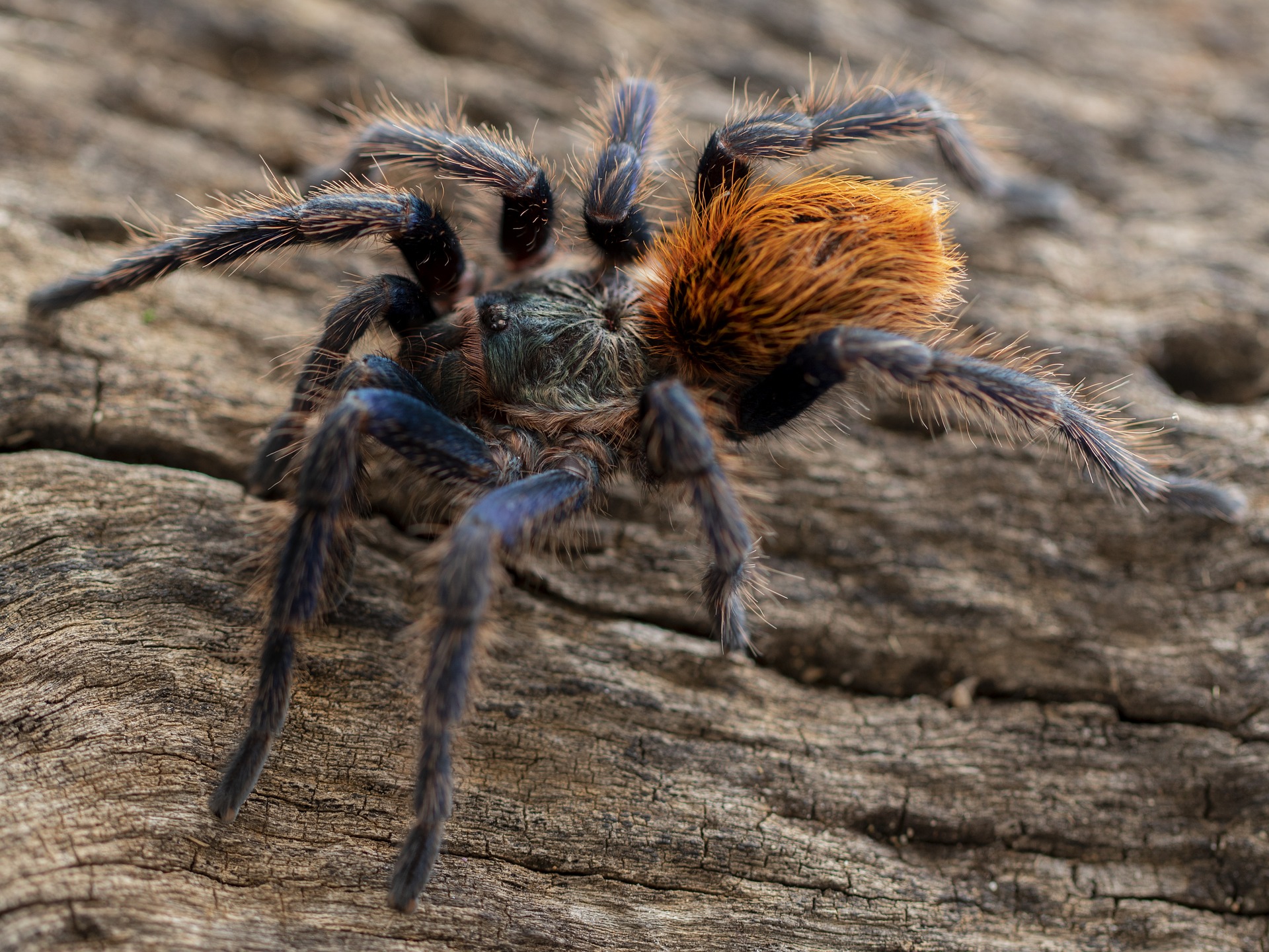 Фото тарантула паука. Тарантул Lycosa Narbonensis. Паук Chromatopelma cyaneopubescens. Паук-птицеед Chromatopelma cyaneopubescens. Жук Тарантул.