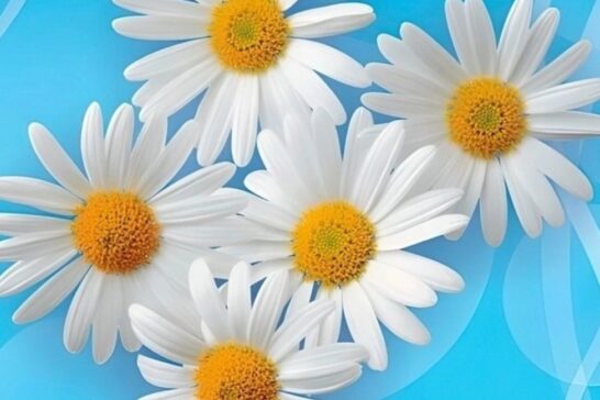 Счастье начинается с семьи