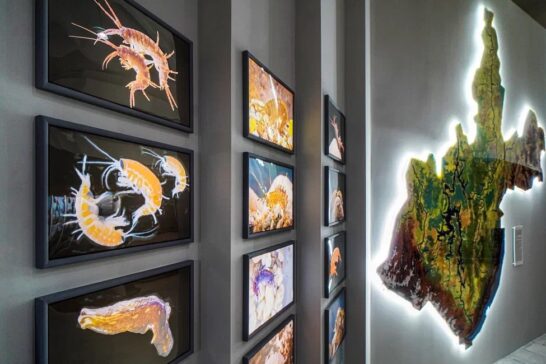 От раковин аммонитов до наутилусов: в краеведческом музее открывается выставка моллюсков