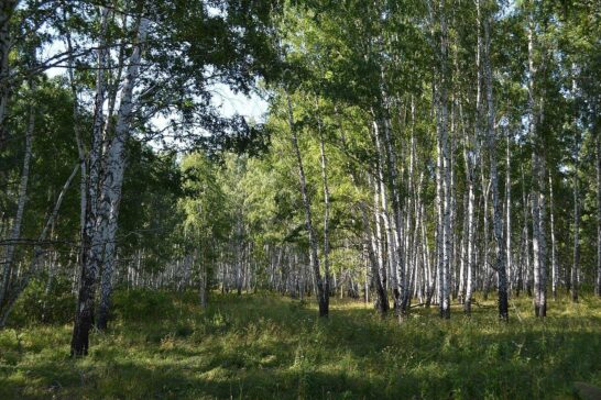 Культурный экспресс: Троица в Иркутской области – 2026